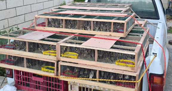 وزارة الزراعة: مصادرة طيور حسّون كانت معدّة للتهريب وإعادتها إلى بيئتها بالتعاون مع قيادة الجيش