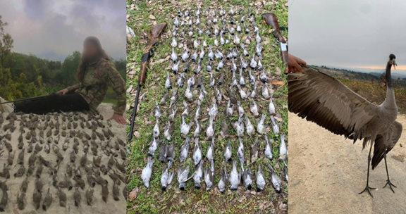 جمعية حماية الطبيعة: تفكيك أحد أكبر مواقع صيد الطيور غير الشرعية في العبدة