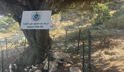 وزارة الزراعة تعيد تركيب السياج حول شجرة الأرز المحميّة في عكّار وتتوعد المتعدين بإجراءات صارمة