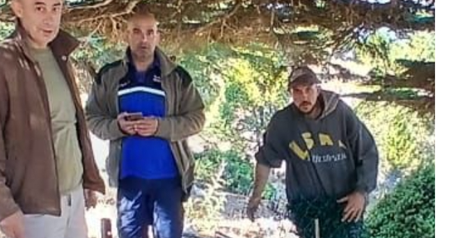 تسييج شجرة أرز معمرة في محمية كرم شباط في القبيات بتوجيه من وزير الزراعة